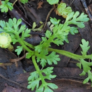 Leptinella filicula at Cotter River, ACT - 21 Apr 2022