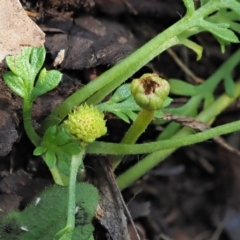 Leptinella filicula at Cotter River, ACT - 21 Apr 2022