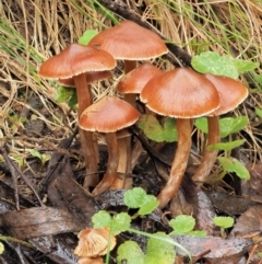 Unidentified Cap on a stem; gills below cap [mushrooms or mushroom-like] at Cotter River, ACT - 14 May 2022 by KenT