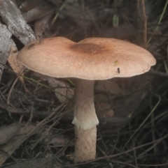 Agaricus sp. (Agaricus) at Cotter River, ACT - 14 May 2022 by KenT