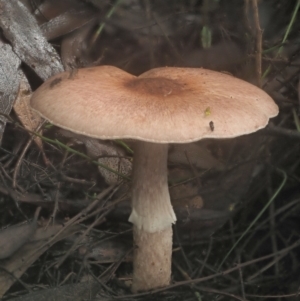 Agaricus sp. at Cotter River, ACT - 14 May 2022