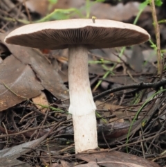 Agaricus sp. at Cotter River, ACT - 14 May 2022 12:25 PM