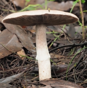 Agaricus sp. at Cotter River, ACT - 14 May 2022 12:25 PM