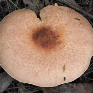 Agaricus sp. at Cotter River, ACT - 14 May 2022