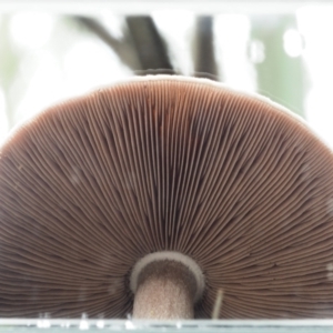 Agaricus sp. at Cotter River, ACT - 14 May 2022