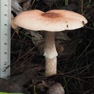 Agaricus sp. at Cotter River, ACT - 14 May 2022