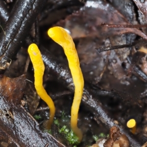 Clavulinopsis amoena at Cotter River, ACT - 14 May 2022
