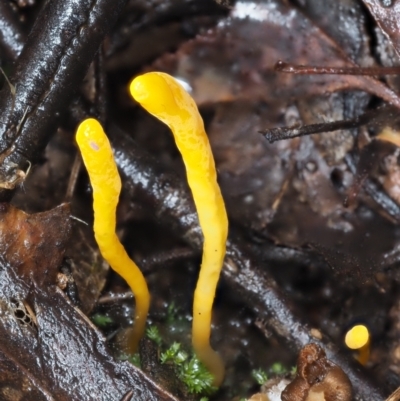 Clavulinopsis amoena (Yellow club) at Cotter River, ACT - 14 May 2022 by KenT