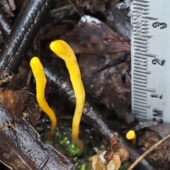 Clavulinopsis amoena at Cotter River, ACT - 14 May 2022