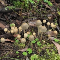 Coprinellus disseminatus (Coprinellus disseminatus) at Cotter River, ACT - 14 May 2022 by KenT