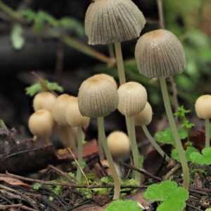 Coprinellus disseminatus at Cotter River, ACT - 14 May 2022 12:48 PM