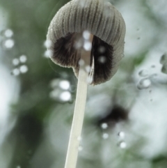 Coprinellus disseminatus at Cotter River, ACT - 14 May 2022 12:48 PM