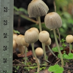 Coprinellus disseminatus at Cotter River, ACT - 14 May 2022 12:48 PM