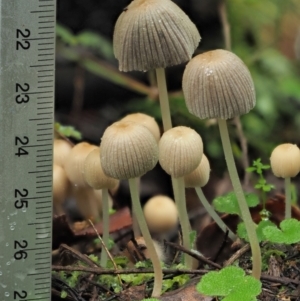 Coprinellus disseminatus at Cotter River, ACT - 14 May 2022 12:48 PM