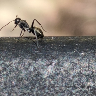 Camponotus aeneopilosus (A Golden-tailed sugar ant) at Spence, ACT - 28 Nov 2022 by SunnyU