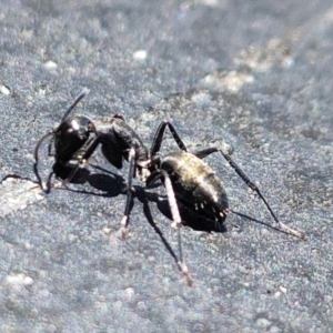 Camponotus aeneopilosus at Spence, ACT - 28 Nov 2022