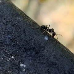 Camponotus aeneopilosus at Spence, ACT - 28 Nov 2022