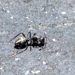 Camponotus aeneopilosus at Spence, ACT - 28 Nov 2022