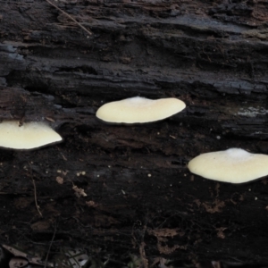 Crepidotus sp. at Cotter River, ACT - 14 May 2022 11:00 AM