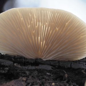 Crepidotus sp. at Cotter River, ACT - 14 May 2022 11:00 AM