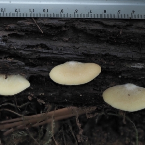 Crepidotus sp. at Cotter River, ACT - 14 May 2022 11:00 AM