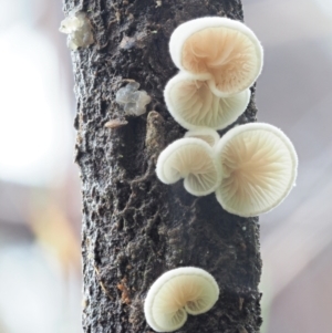 Crepidotus sp. at Cotter River, ACT - 14 May 2022