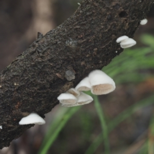 Crepidotus sp. at Cotter River, ACT - 14 May 2022