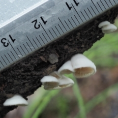 Crepidotus sp. at Cotter River, ACT - 14 May 2022 10:14 AM