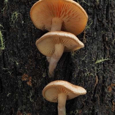 Gymnopilus sp. (Gymnopilus) at Cotter River, ACT - 14 May 2022 by KenT