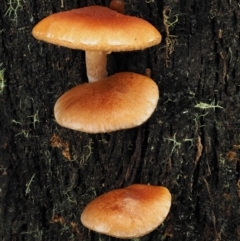 Gymnopilus sp. at Cotter River, ACT - 14 May 2022