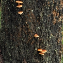 Gymnopilus sp. at Cotter River, ACT - 14 May 2022 01:38 PM