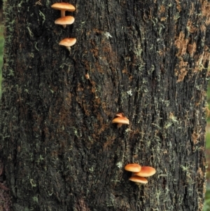 Gymnopilus sp. at Cotter River, ACT - 14 May 2022