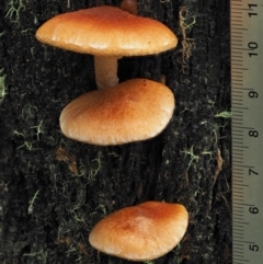Gymnopilus sp. at Cotter River, ACT - 14 May 2022