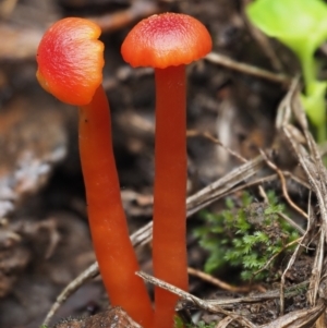 Hygrocybe sp. ‘red’ at Cotter River, ACT - 14 May 2022 11:08 AM