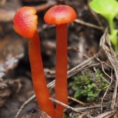 Hygrocybe sp. ‘red’ (A Waxcap) at Cotter River, ACT - 14 May 2022 by KenT