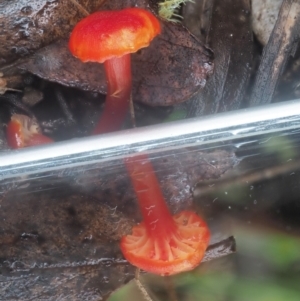 Hygrocybe sp. ‘red’ at Cotter River, ACT - 14 May 2022 11:08 AM