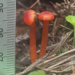 Hygrocybe sp. ‘red’ at Cotter River, ACT - 14 May 2022 11:08 AM