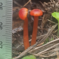 Hygrocybe sp. ‘red’ at Cotter River, ACT - 14 May 2022