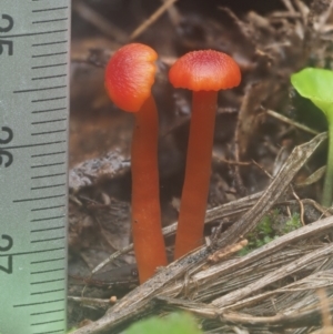 Hygrocybe sp. ‘red’ at Cotter River, ACT - 14 May 2022 11:08 AM