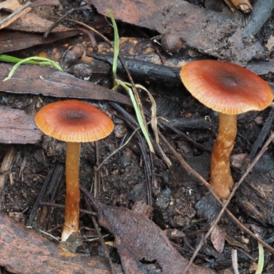 zz agaric (stem; gills not white/cream) at Cotter River, ACT - 14 May 2022 by KenT