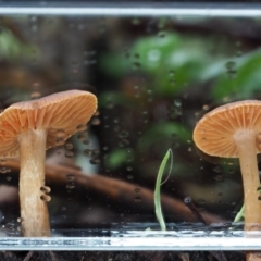 Laccaria sp. at Namadgi National Park - 14 May 2022