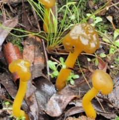 Leotia lubrica (Jellybaby) at Cotter River, ACT - 14 May 2022 by KenT