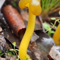 Leotia lubrica at Cotter River, ACT - 14 May 2022