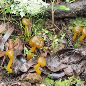 Leotia lubrica at Cotter River, ACT - 14 May 2022 11:34 AM