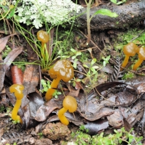 Leotia lubrica at Cotter River, ACT - 14 May 2022 11:34 AM