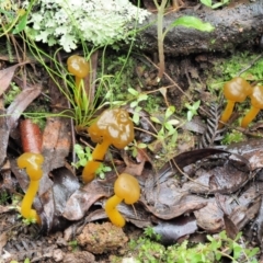 Leotia lubrica at Cotter River, ACT - 14 May 2022