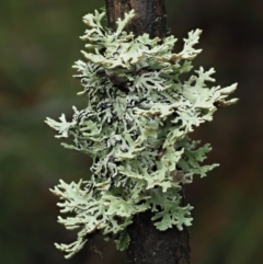 Unidentified Lichen at Cotter River, ACT - 14 May 2022 by KenT