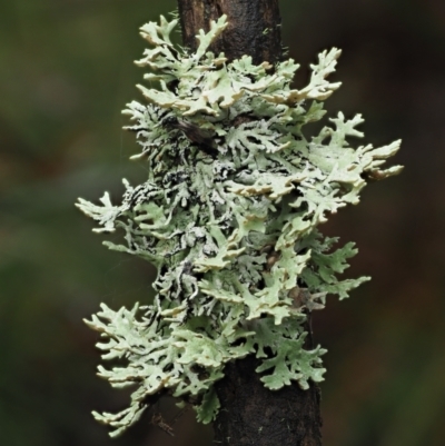 Unverified Lichen at Cotter River, ACT - 14 May 2022 by KenT