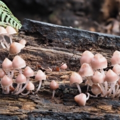 Mycena 'clarkeana group' at Namadgi National Park - 14 May 2022 by KenT