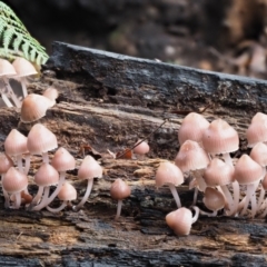 Mycena 'clarkeana group' at Cotter River, ACT - 14 May 2022 by KenT